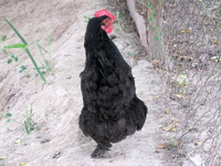 Курица черная несушка