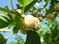 Вкусные и ароматные плоды тутовника