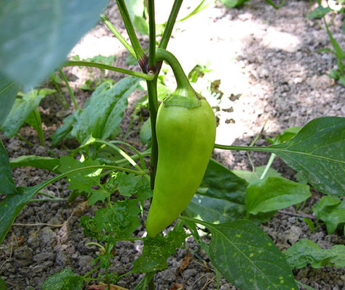 В огороде растет болгарский перец