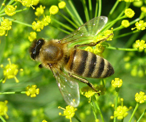 На укропе пчела